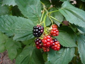Wild edible blackberries