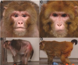 Control group monkey on left and calorically restricted monkey of the exact same age on the right