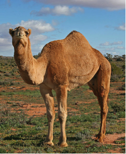 Feral camel