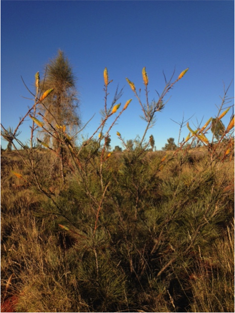 Grevillea 'Honey Gem'