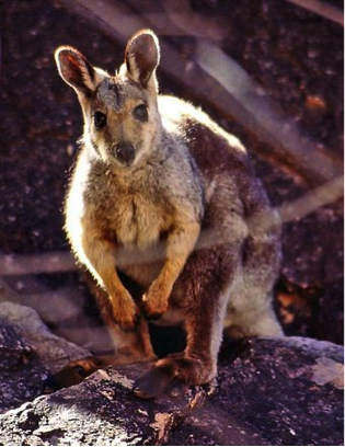 Rock Wallaby