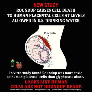 roundup-placenta-cell-death